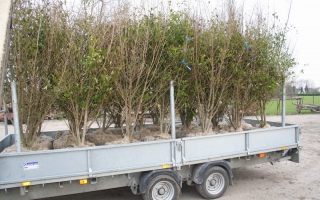 Ligustrum ovalifolium 200-250