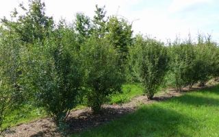 Ligustrum vulgare struik 