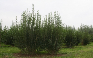 Ligustrum vulgare solitaire struik 250-300