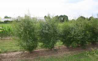 Ligustrum vulgare solitaire struik 200-250