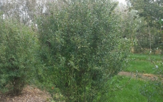 Ligustrum vulgare 200-250