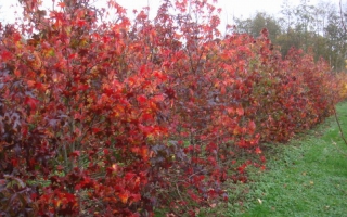 Liquidambar styraciflua herfstkleur