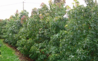 Liquidambar styraciflua meerstammig 250-300