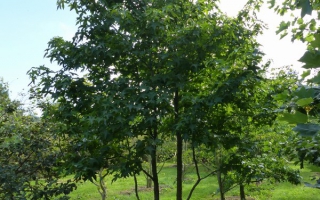 Liquidambar styraciflua meerstammig 500-600