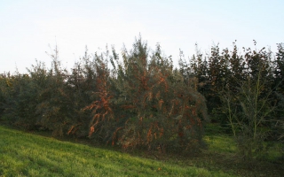 Hippophae rhamnoides meerstammig 250-300