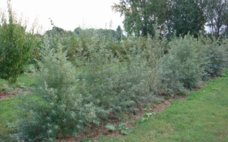 Hippophae rhamnoides solitaire struik