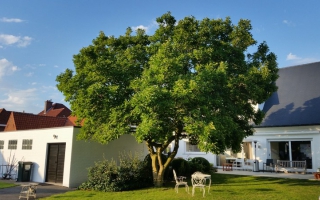 Magnolia soulangeana meerstam