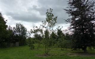 Magnolia soulangeana meerstammig 400-500