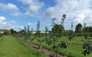 Malus domestica meerstammig