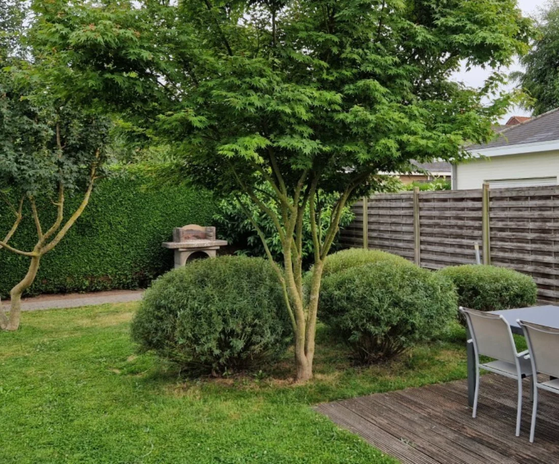 Acer palmatum Meerstammige Bomen Boomkwekerij Joos Waregem 4