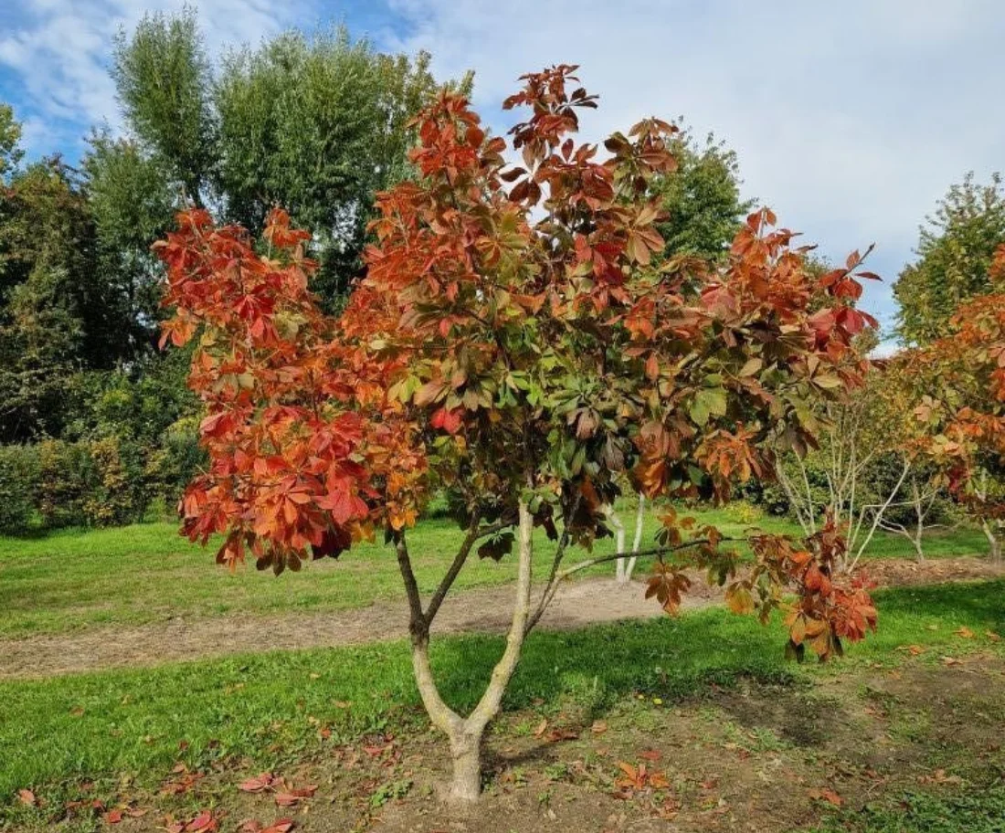 Aesculus glabra Meerstammige Bomen Boomkwekerij Joos Waregem 1