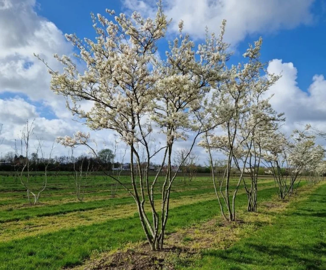 Amelanchier lamarckii Meerstammige Bomen Boomkwekerij Joos Waregem 1