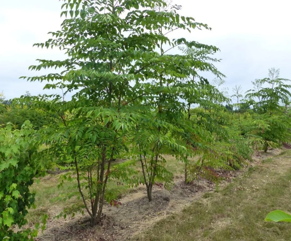 Aralia elata Meerstammige Bomen Boomkwekerij Joos Waregem 1