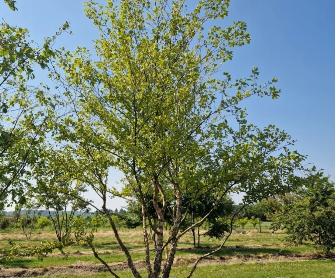 Betula nigra Meerstammige Bomen Boomkwekerij Joos Waregem 1