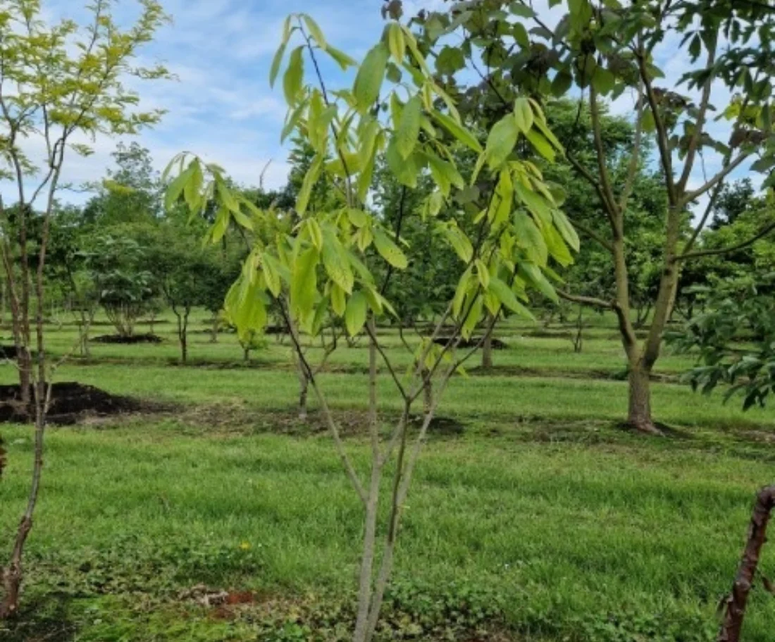 Asimina triloba Meerstammige Bomen Boomkwekerij Joos Waregem 1