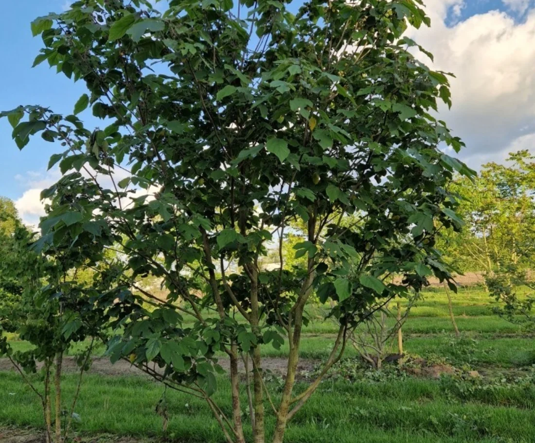 Broussonetia papyrifera Meerstammige Bomen Boomkwekerij Joos Waregem 1
