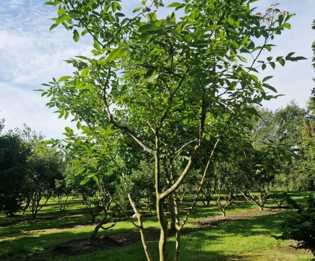 Juglans regia Meerstammige Bomen Boomkwekerij Joos Waregem 1