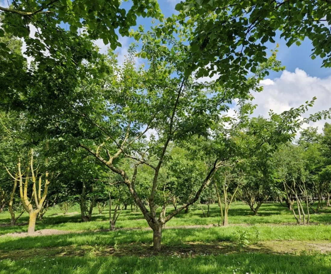 Prunus domestica Meerstammige Bomen Boomkwekerij Joos Waregem 1