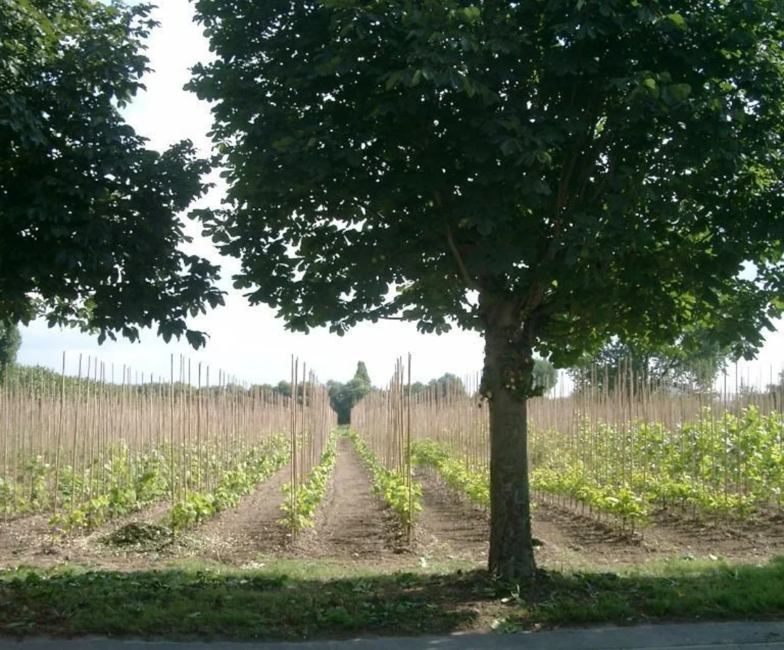 Aesculus hippocastanum Hoogstambomen Boomkwekerij Joos Waregem 1
