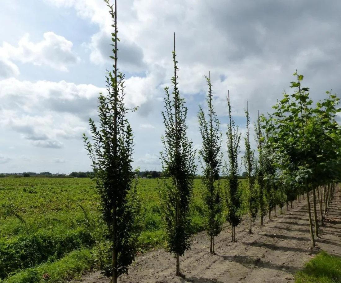 Carpinus betulus fastigiata Meerstammige Bomen Boomkwekerij Joos Waregem 1