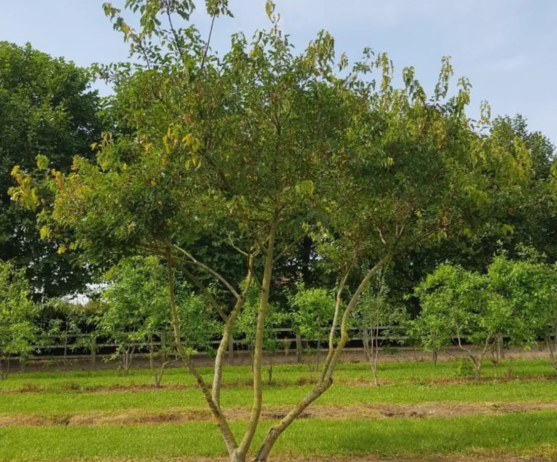 Acer tataricum ginnala Meerstammige Bomen Boomkwekerij Joos Waregem 1