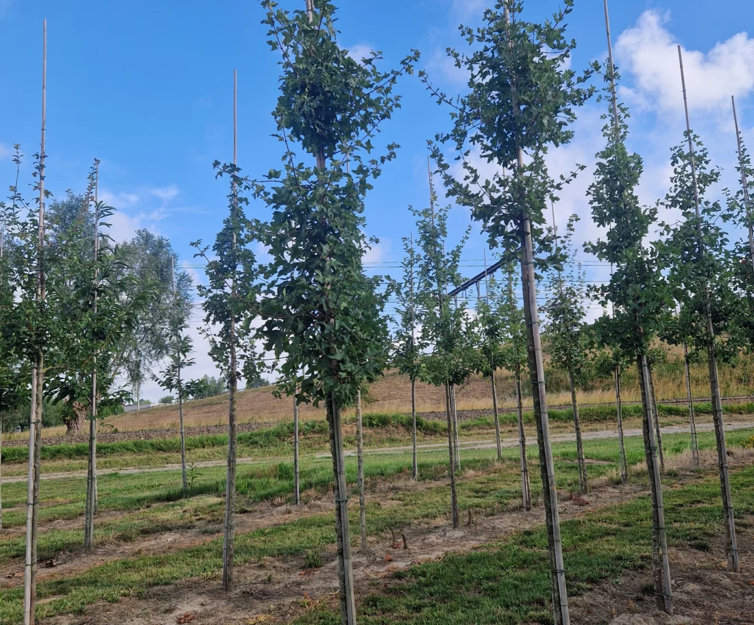 Acer monspessulanum 14-16 hoogstam boomkwekerij joos Waregem