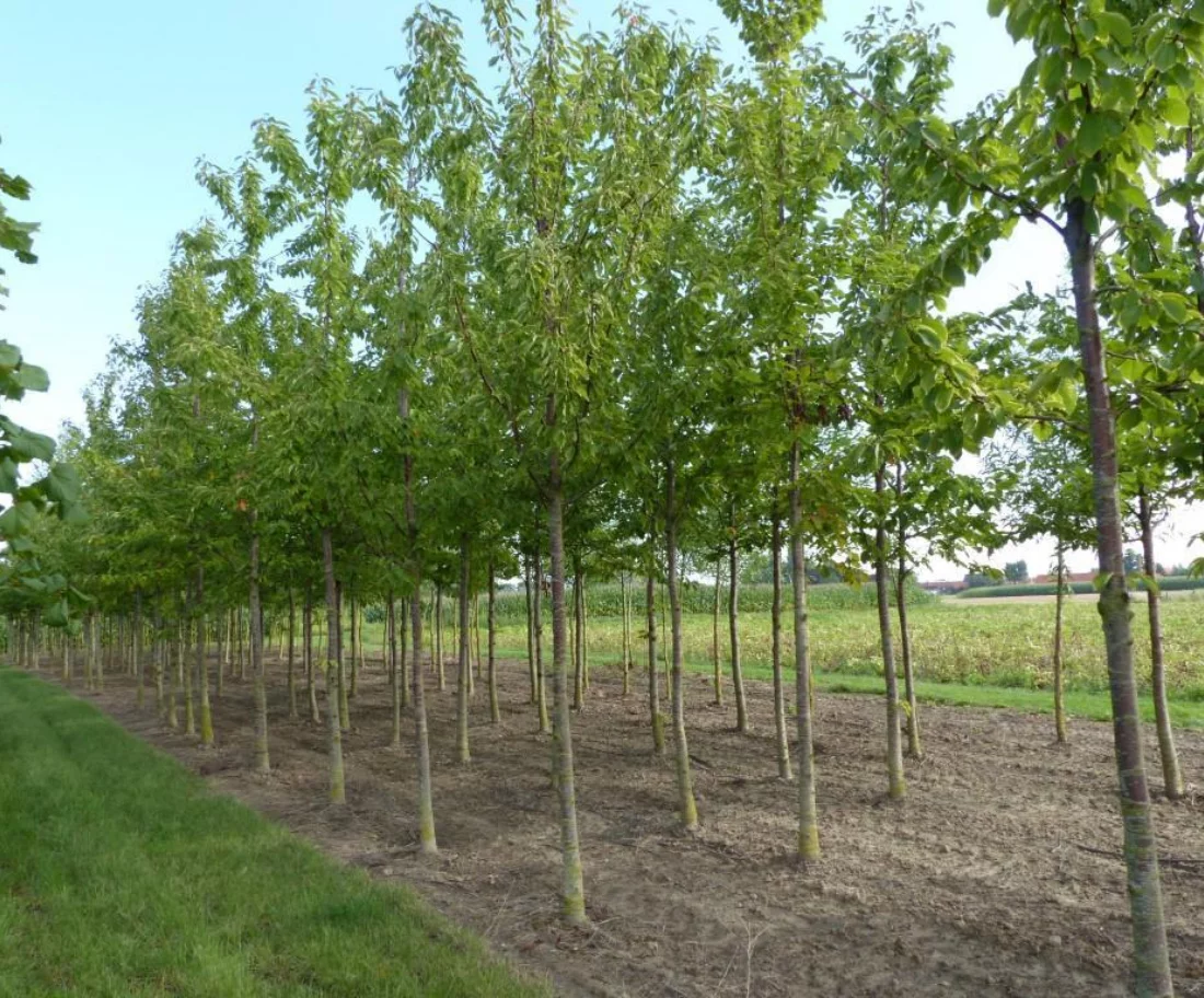 Prunus avium Hoogstammige Bomen Boomkwekerij Joos Waregem 1