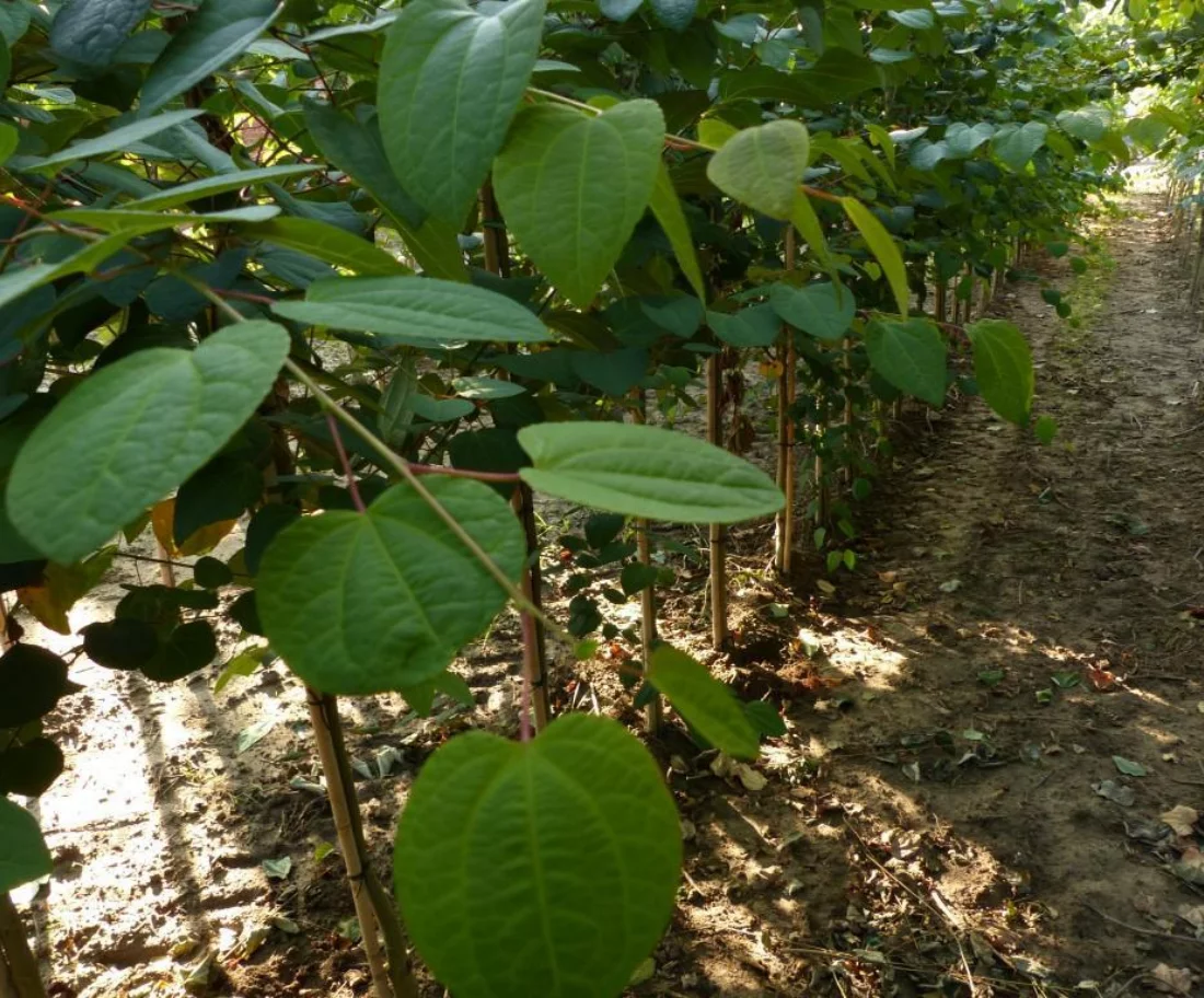 Cercidiphyllum japonicum blad Hoogstammige Bomen Boomkwekerij Joos Waregem 1