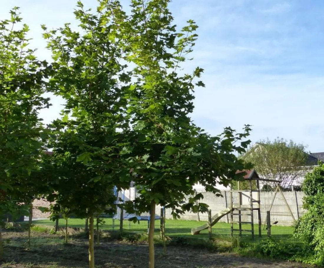 Acer platanoides Hoogstammige Bomen Boomkwekerij Joos Waregem 1