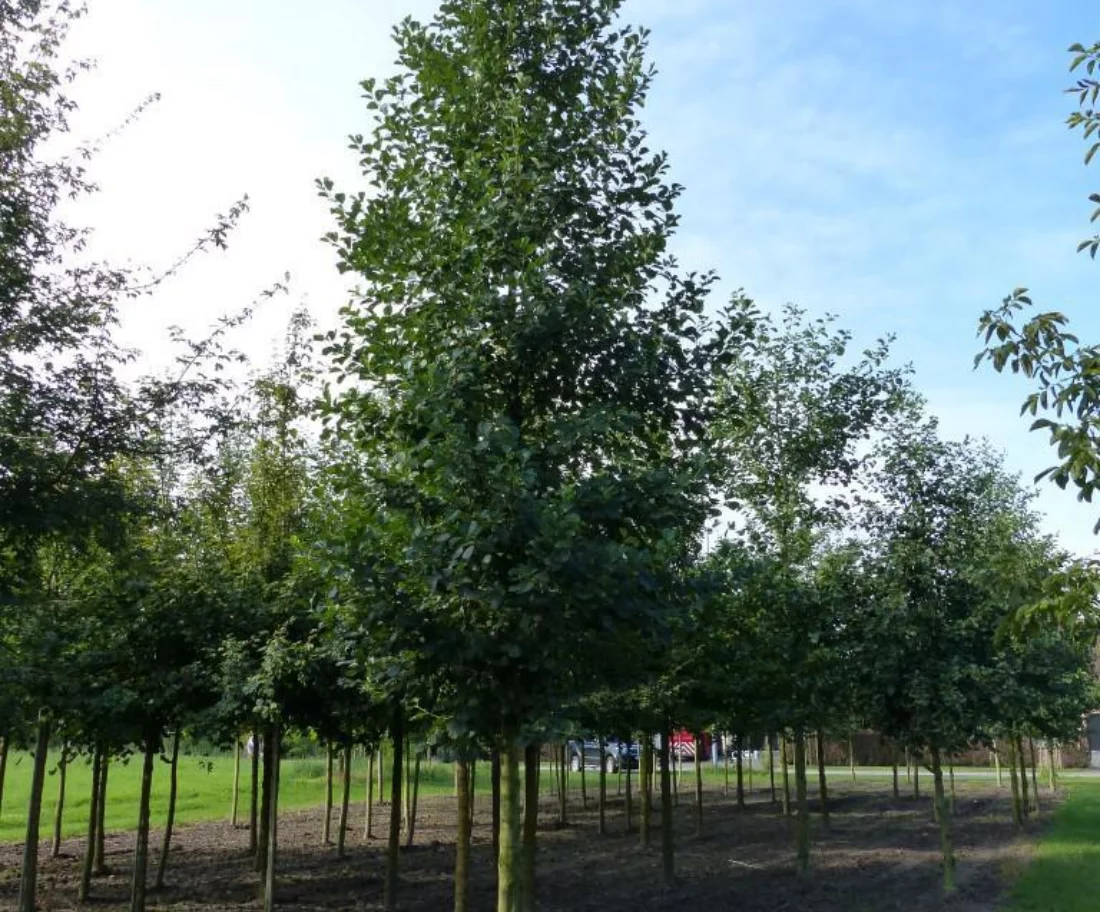 Alnus glutinosa Hoogstammige Bomen Boomkwekerij Joos Waregem 1