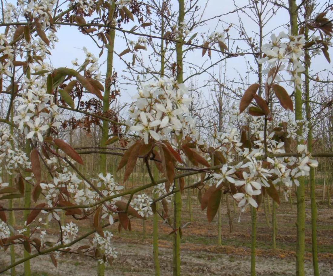 Amelanchier lamarckii bloei Hoogstammige Bomen Boomkwekerij Joos Waregem 1