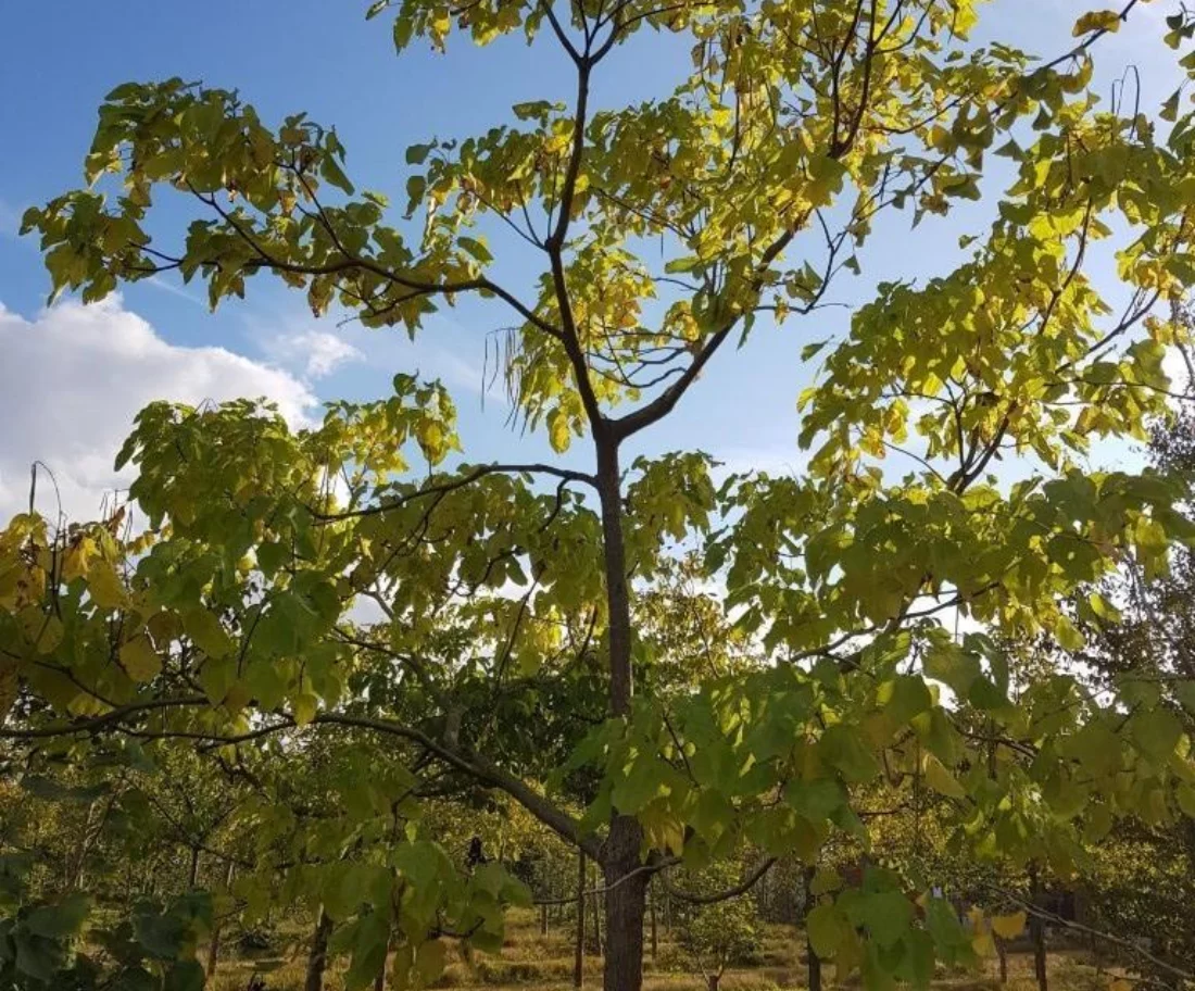 Catalpa bignonioides Hoogstammige Bomen Boomkwekerij Joos Waregem 1