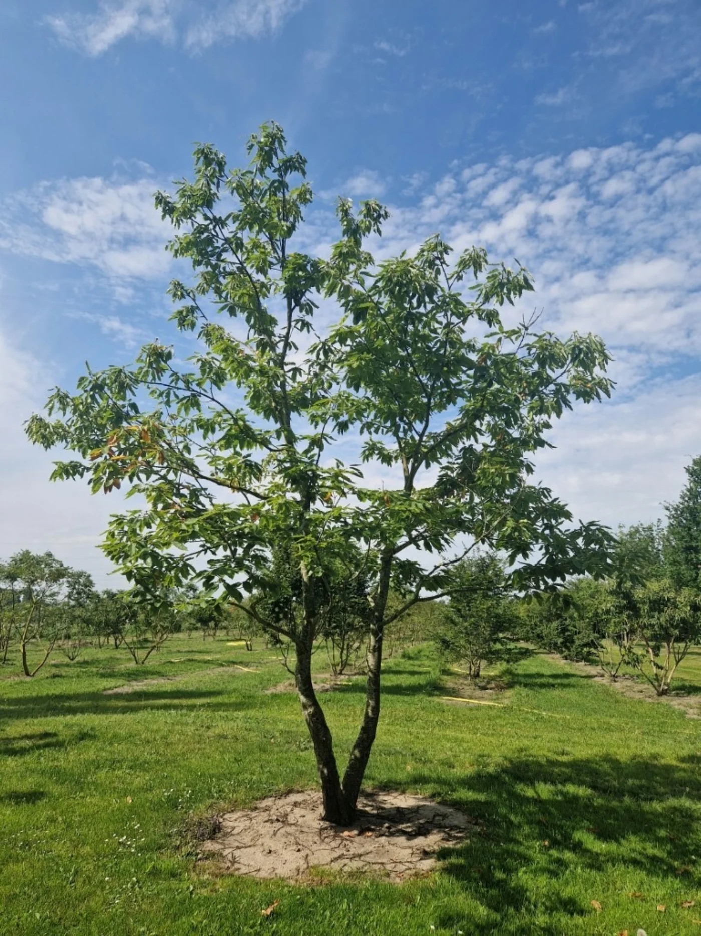 Castanae sativa Meerstammige Bomen Boomkwekerij Joos Waregem 1