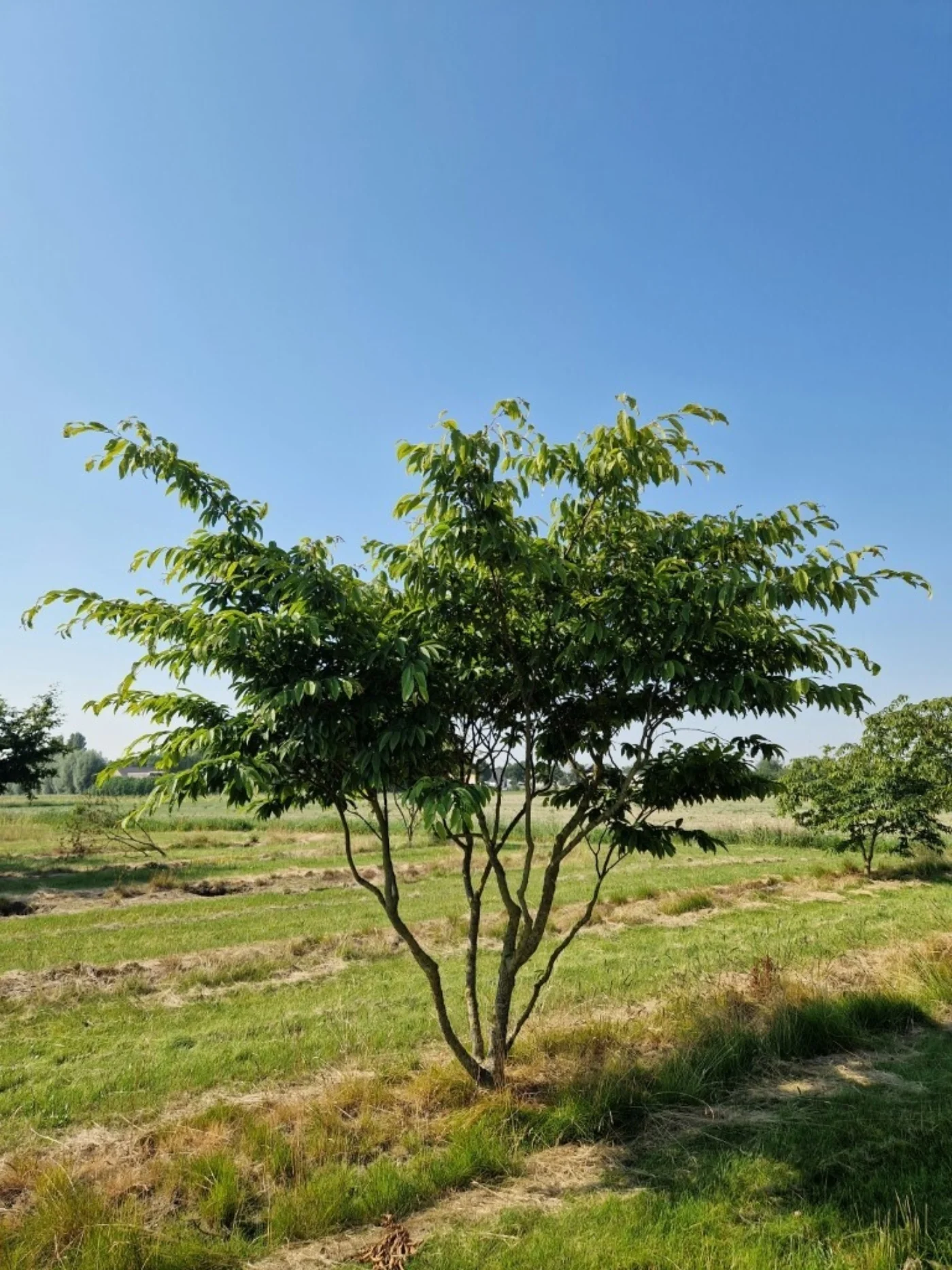 Carpinus japonica Meerstammige Bomen Boomkwekerij Joos Waregem 5