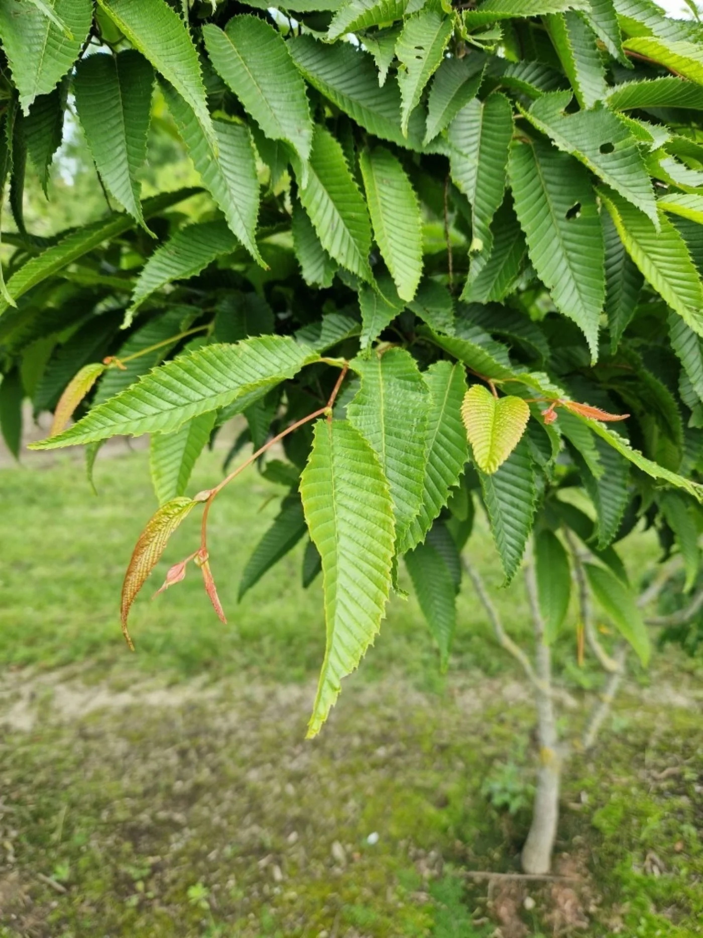 Carpinus japonica Meerstammige Bomen Boomkwekerij Joos Waregem 4