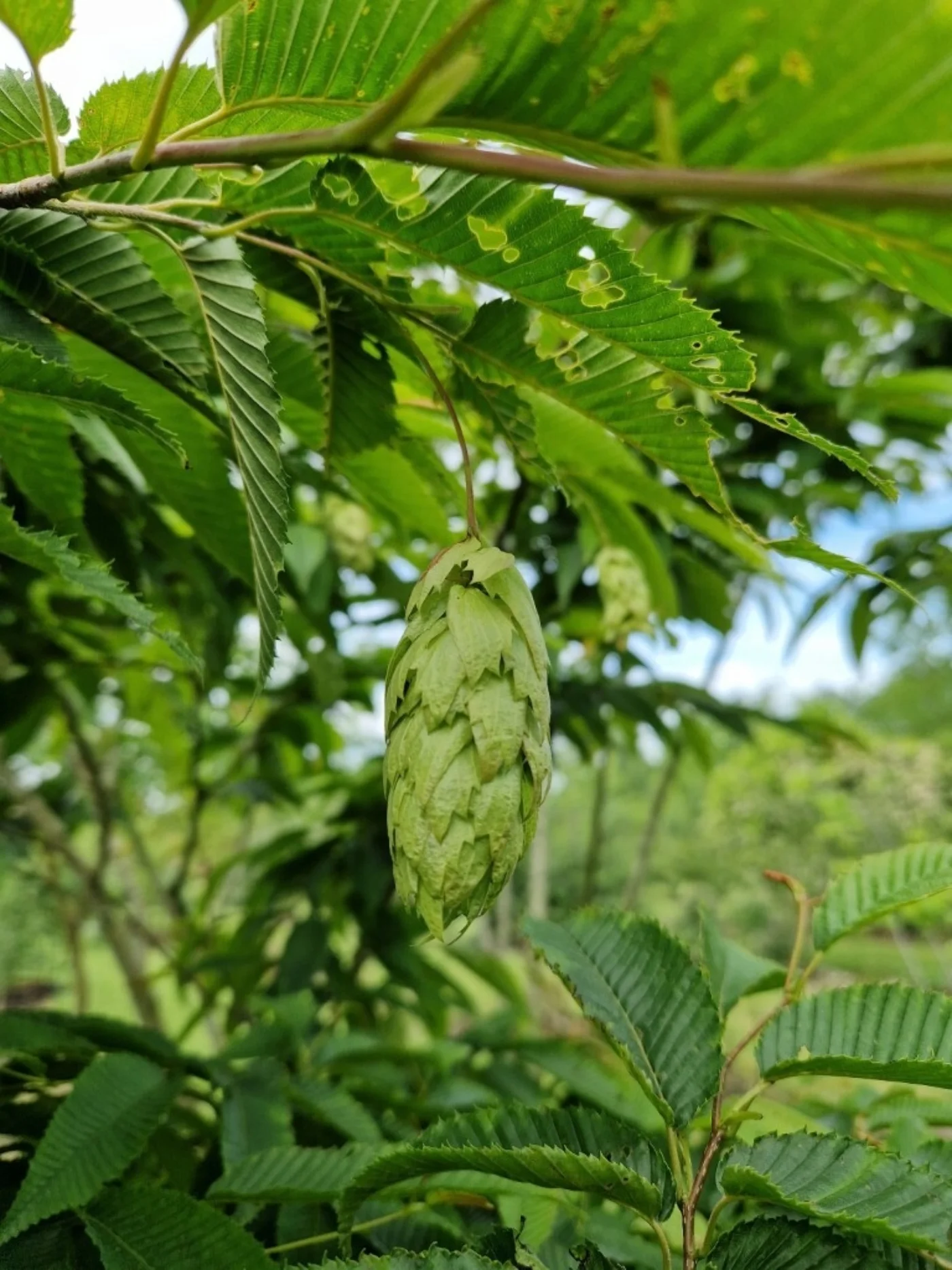 Carpinus japonica Meerstammige Bomen Boomkwekerij Joos Waregem 3