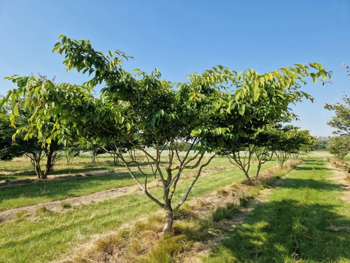 Carpinus japonica Meerstammige Bomen Boomkwekerij Joos Waregem 1