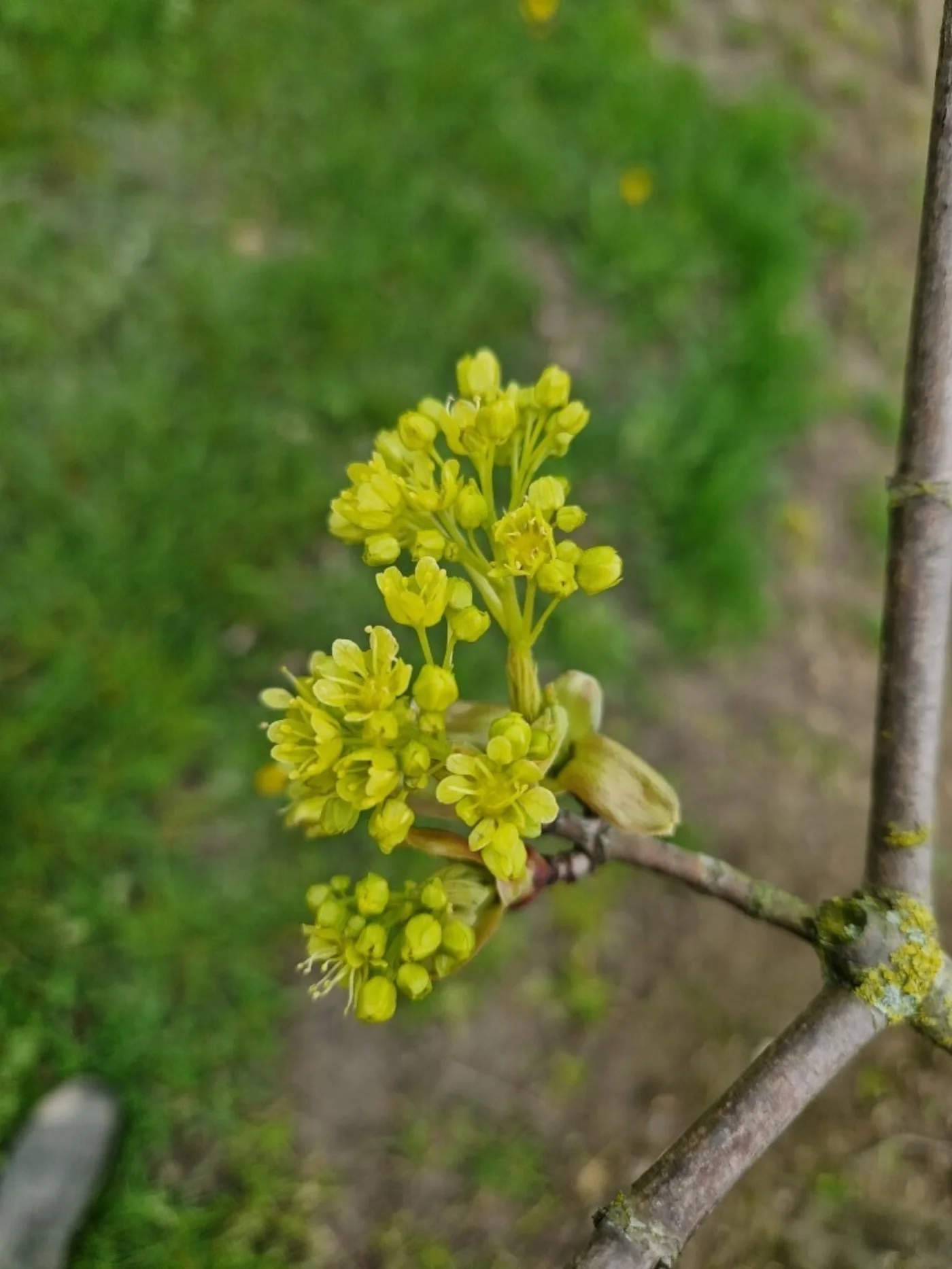 Acer platanoides Meerstammige Bomen Boomkwekerij Joos Waregem 2