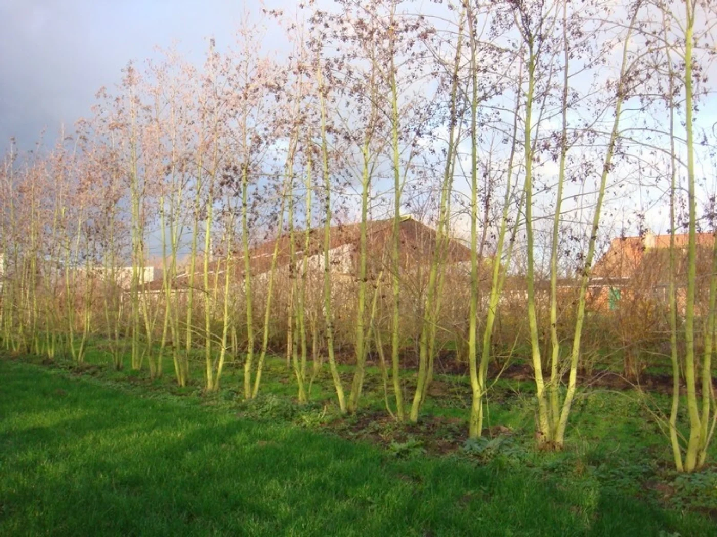 Alnus glutinosa Meerstammige Bomen Boomkwekerij Joos Waregem 2