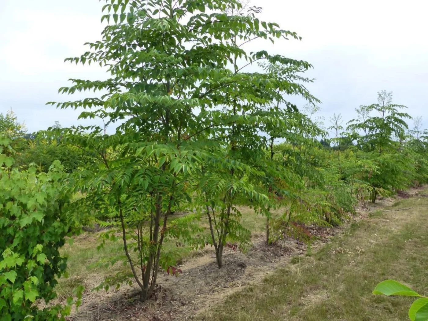 Aralia elata Meerstammige Bomen Boomkwekerij Joos Waregem 1