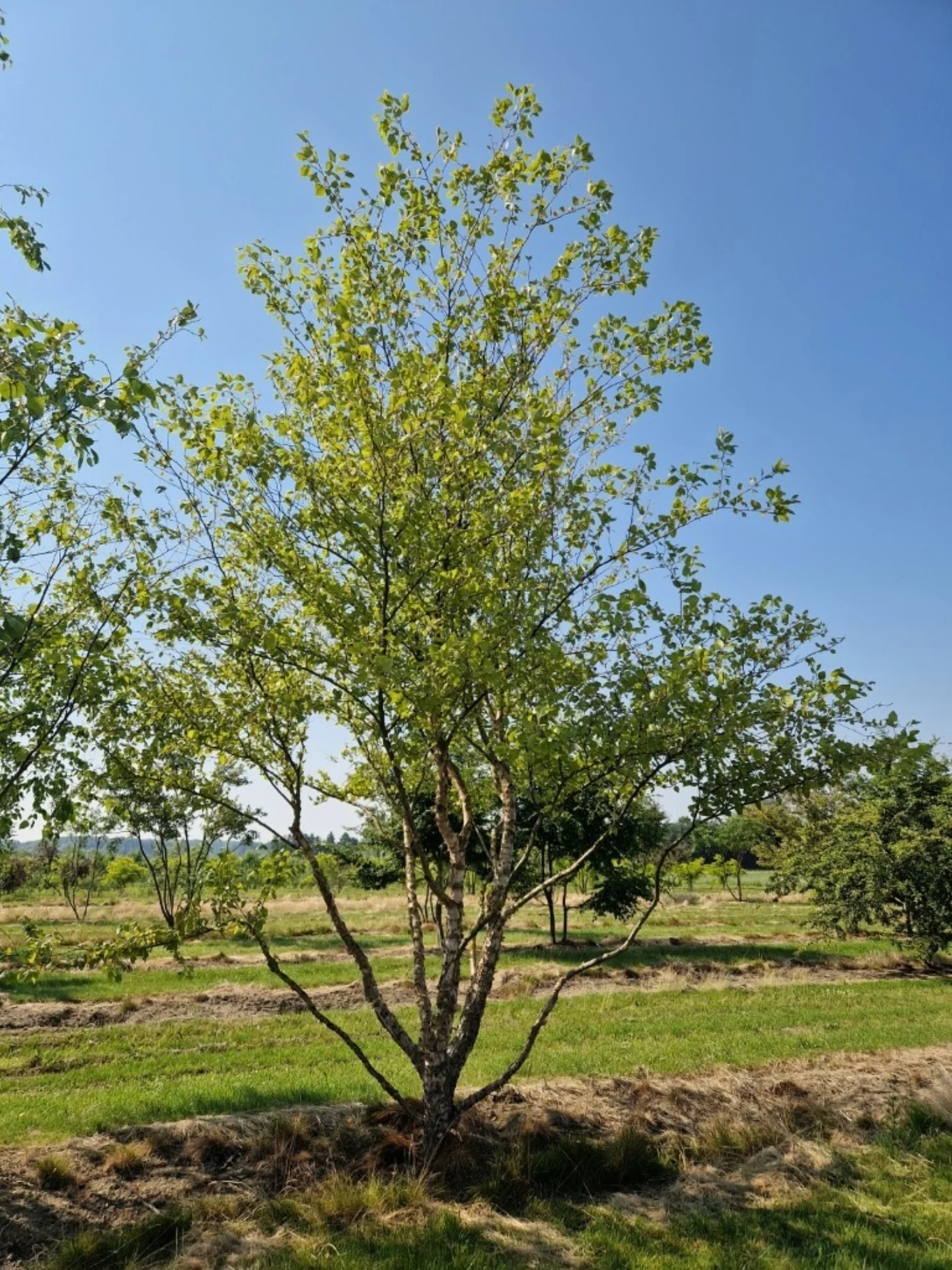 Betula nigra Meerstammige Bomen Boomkwekerij Joos Waregem 1