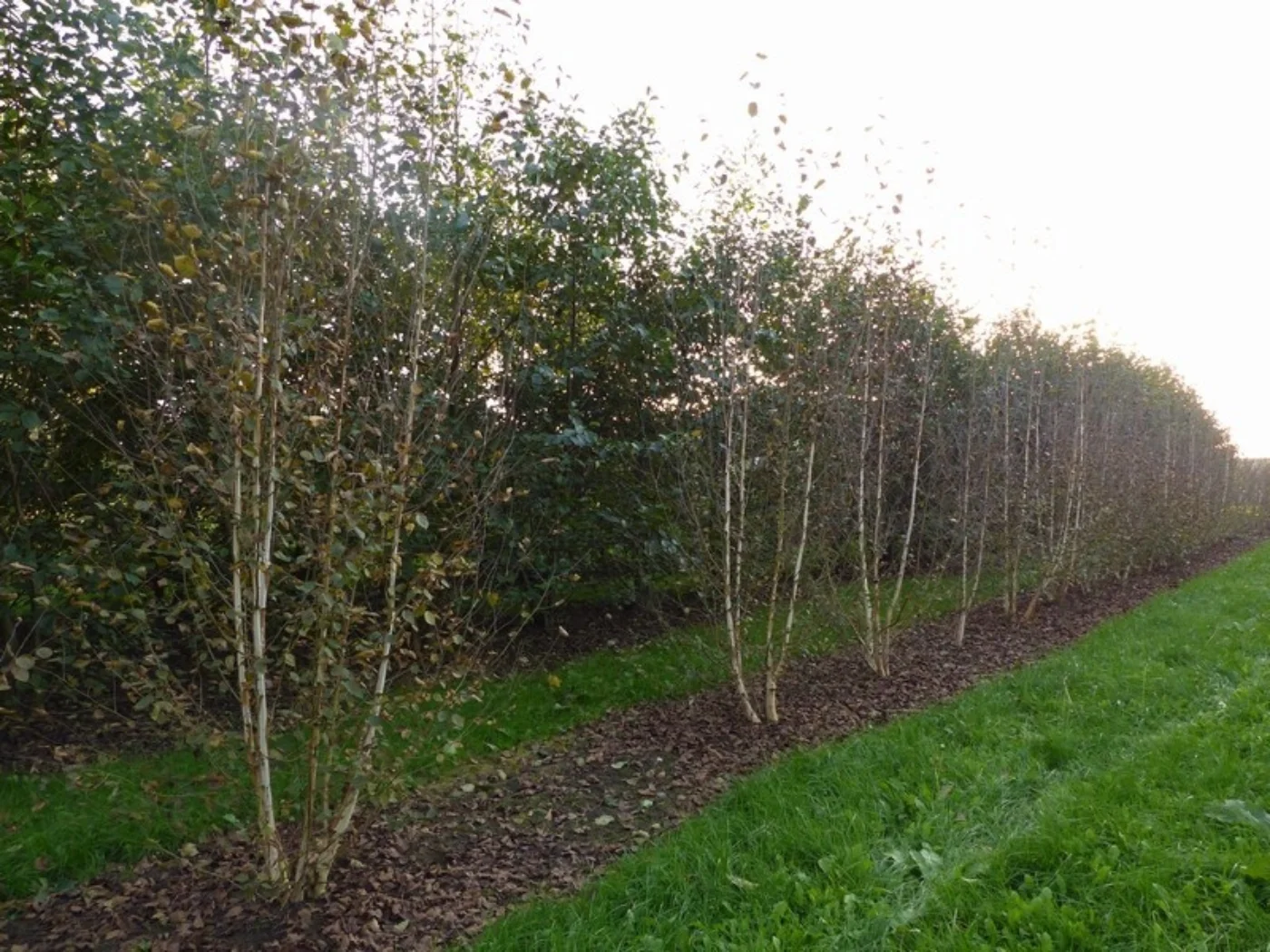 Betula utilis jacquemontii Meerstammige Bomen Boomkwekerij Joos Waregem 3