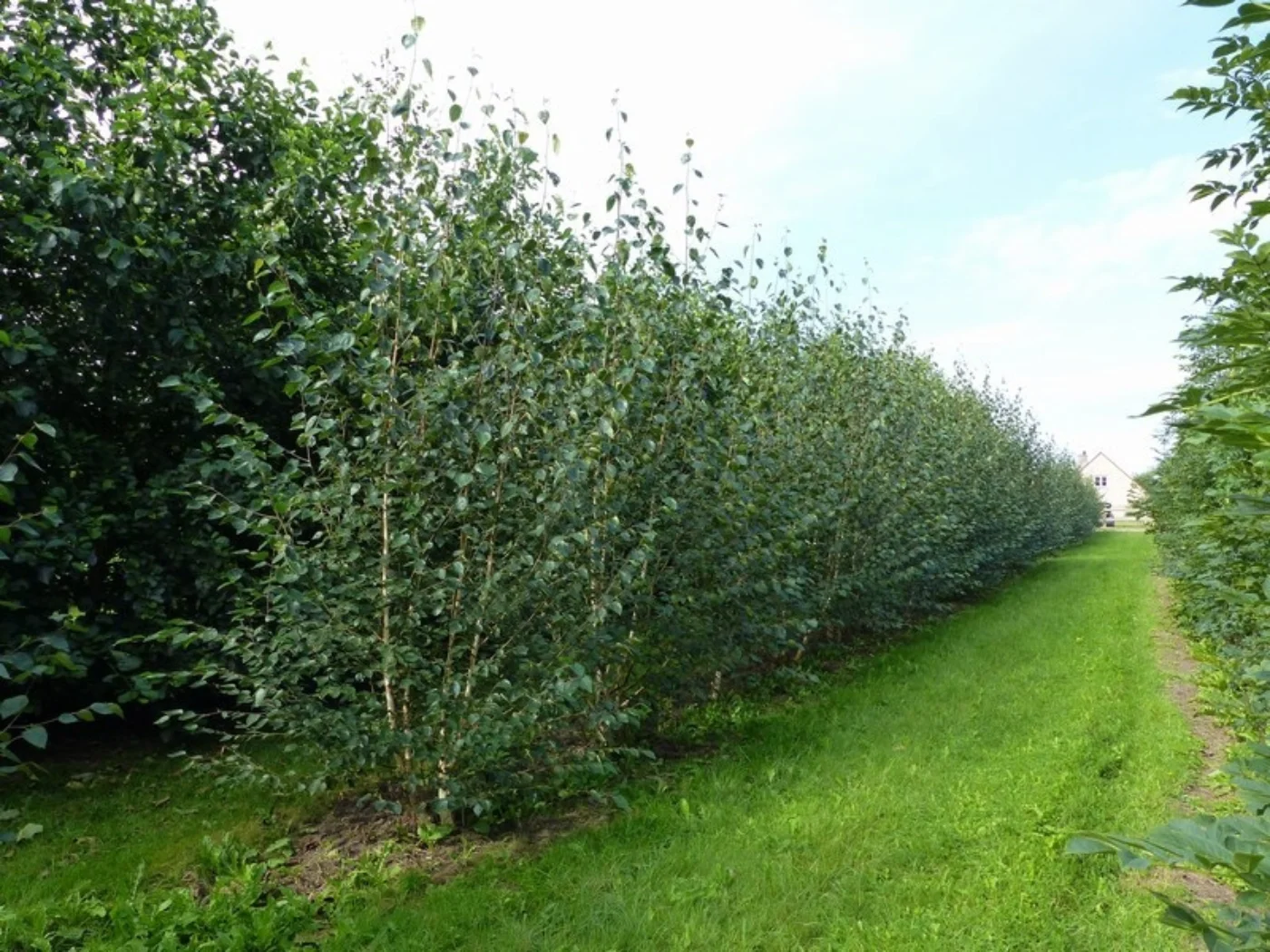 Betula utilis jacquemontii Meerstammige Bomen Boomkwekerij Joos Waregem 2