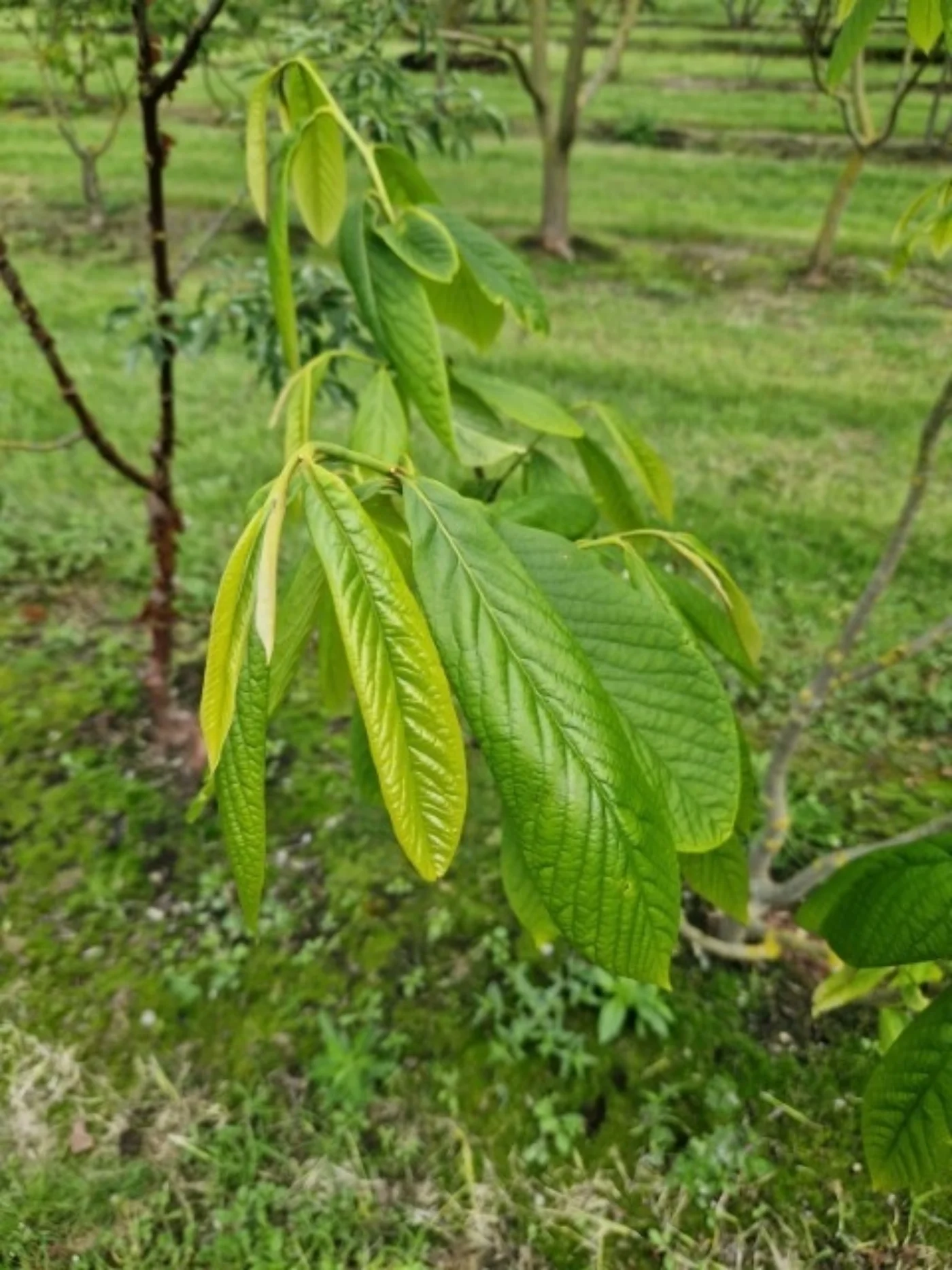 Asimina triloba Meerstammige Bomen Boomkwekerij Joos Waregem 2