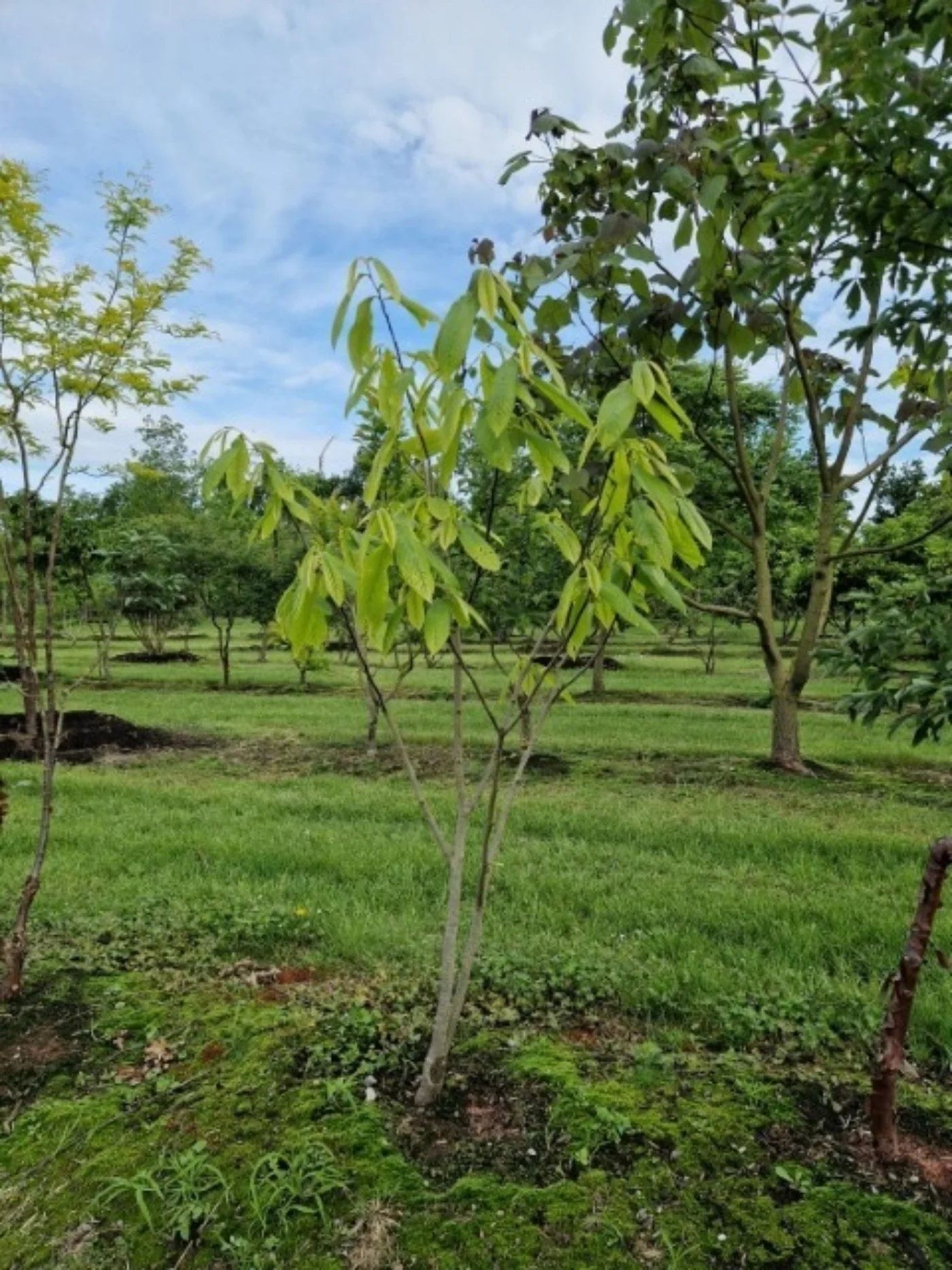 Asimina triloba Meerstammige Bomen Boomkwekerij Joos Waregem 1