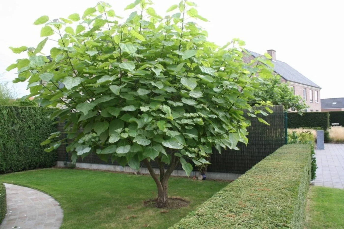 Catalpa bignoniodes Meerstammige Bomen Boomkwekerij Joos Waregem 4