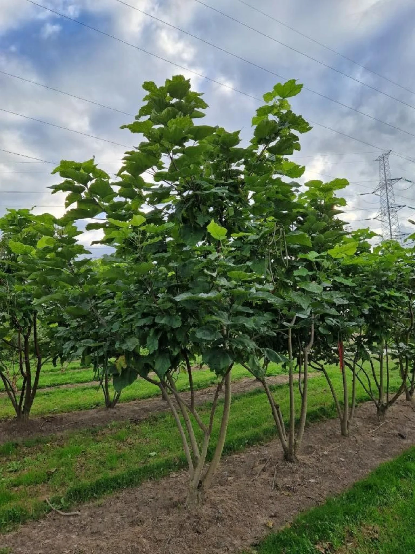 Catalpa bignoniodes Meerstammige Bomen Boomkwekerij Joos Waregem 2