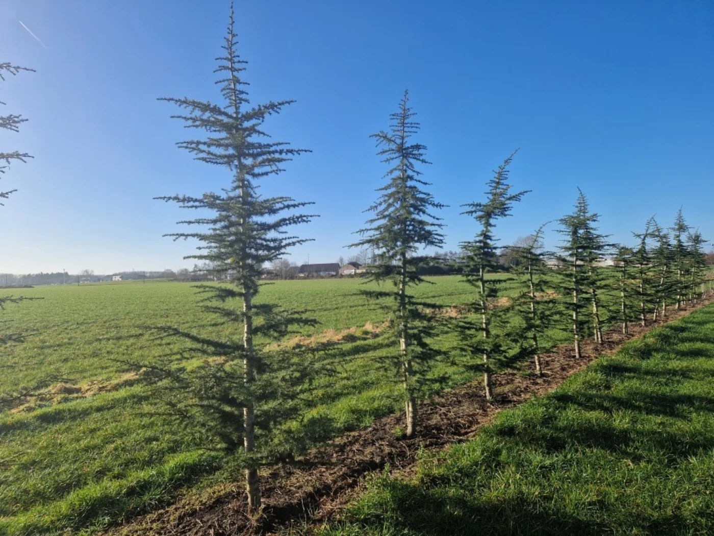 Cedrus libani Meerstammige Bomen Boomkwekerij Joos Waregem 1