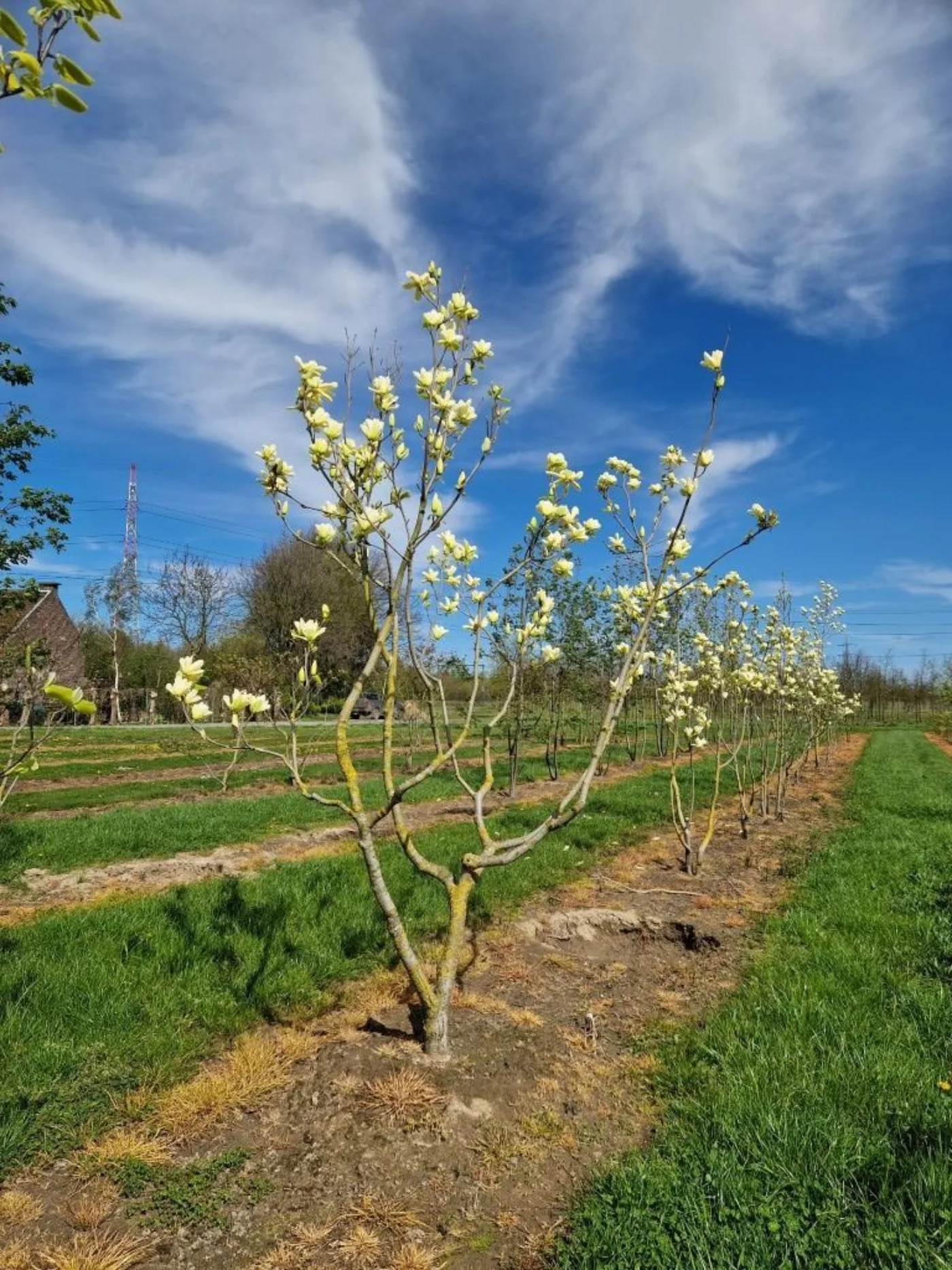 Magnolia dentata yellow river Meerstammige Bomen Boomkwekerij Joos Waregem 1