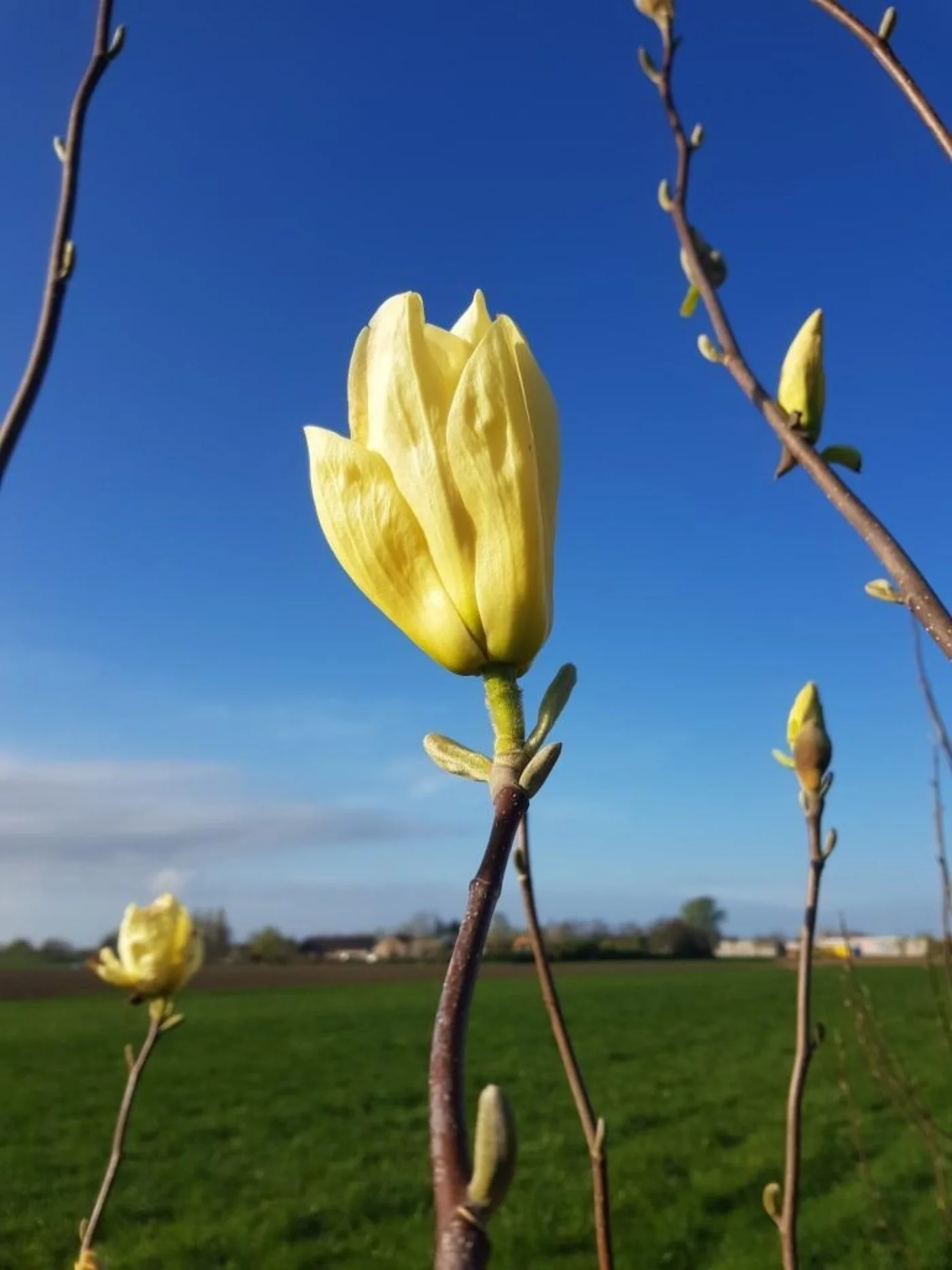 Magnolia dentata yellow river Meerstammige Bomen Boomkwekerij Joos Waregem 2